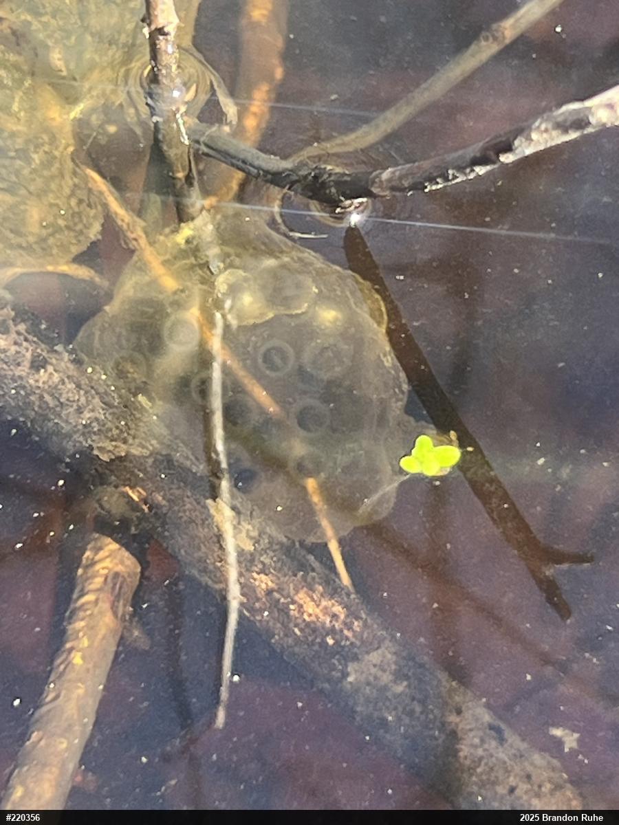 Jefferson Salamander