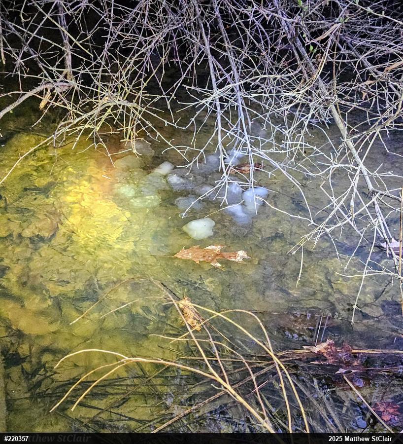 Spotted Salamander