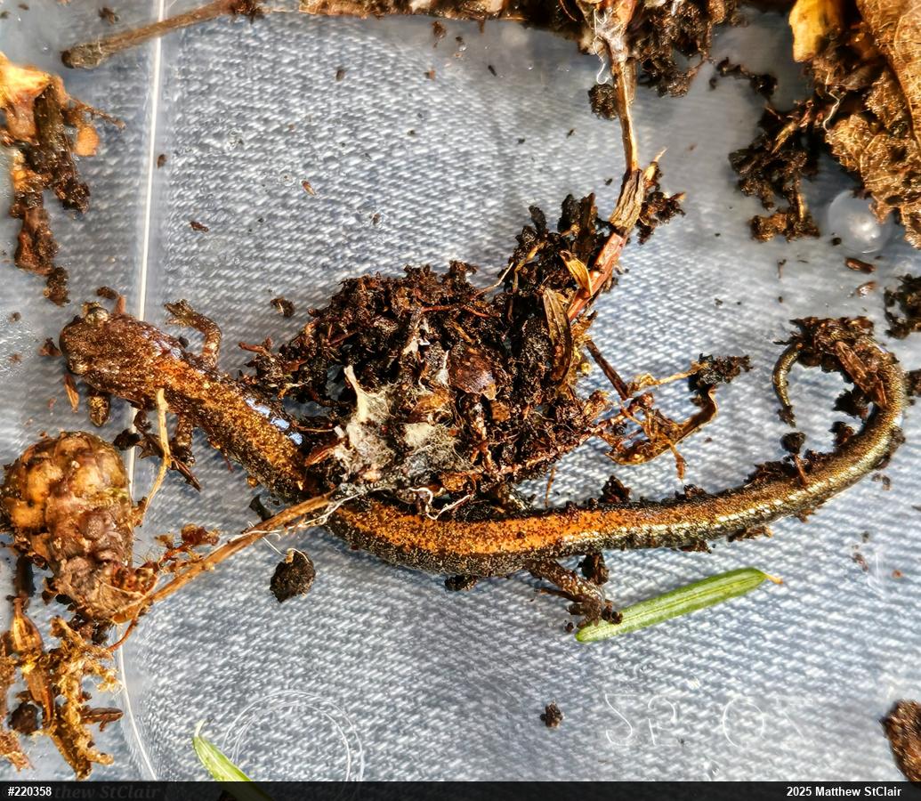 Eastern Red-backed  Salamander