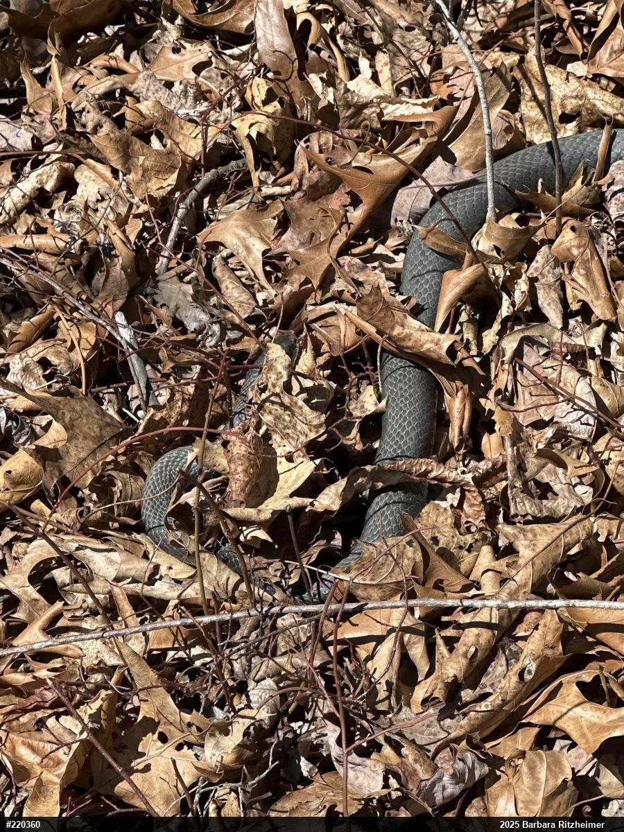 Eastern Ratsnake