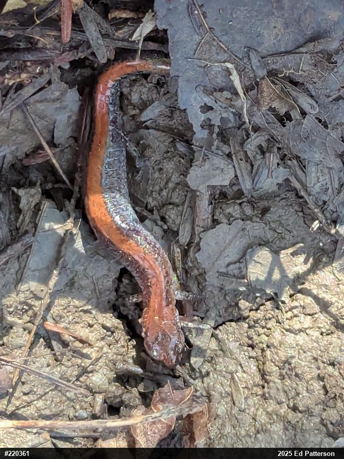 Eastern Red-backed  Salamander