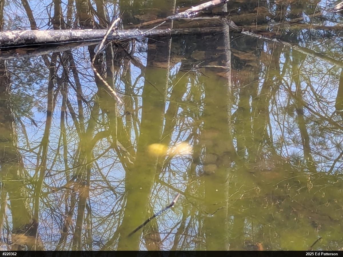 Spotted Salamander