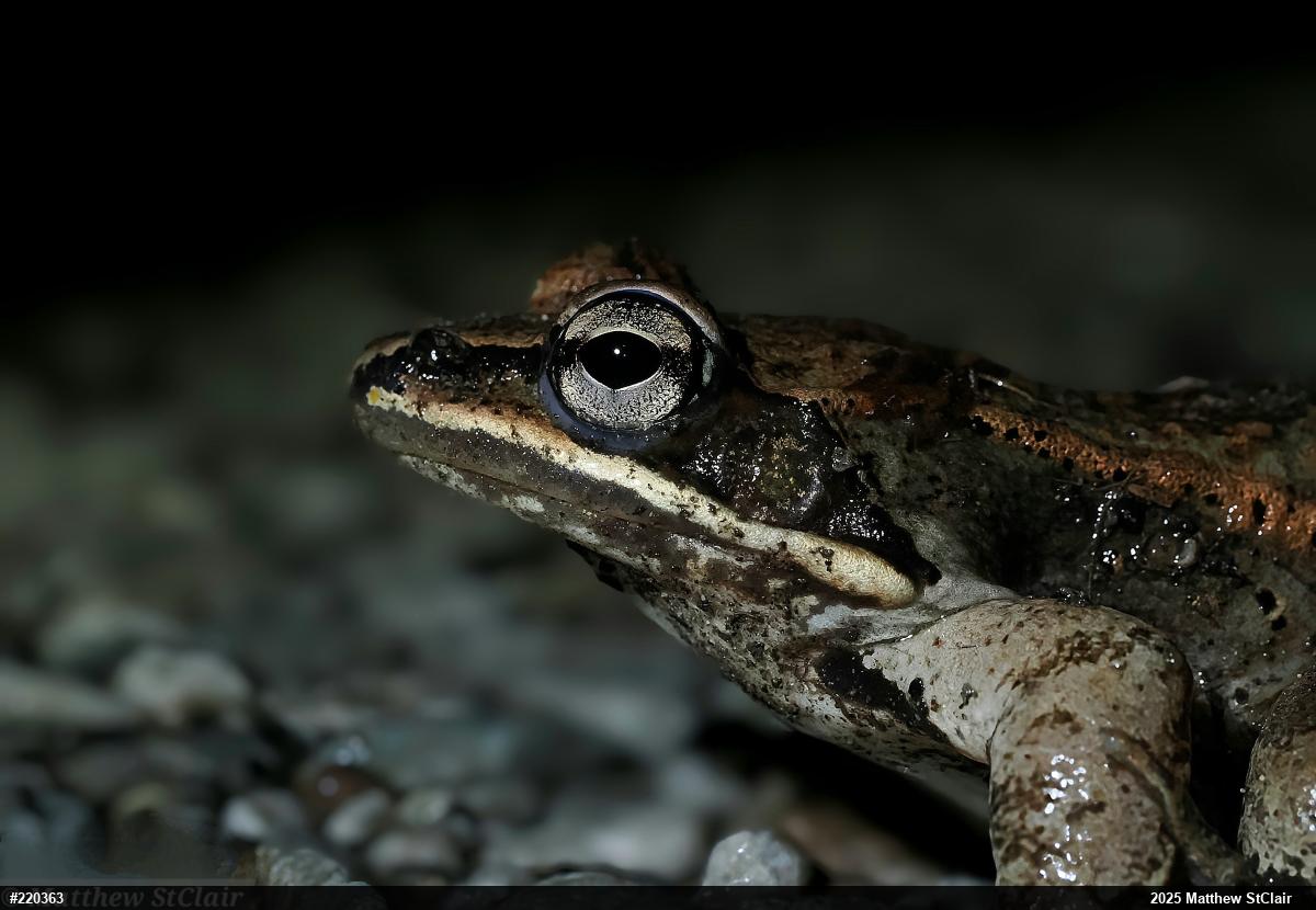 Wood Frog