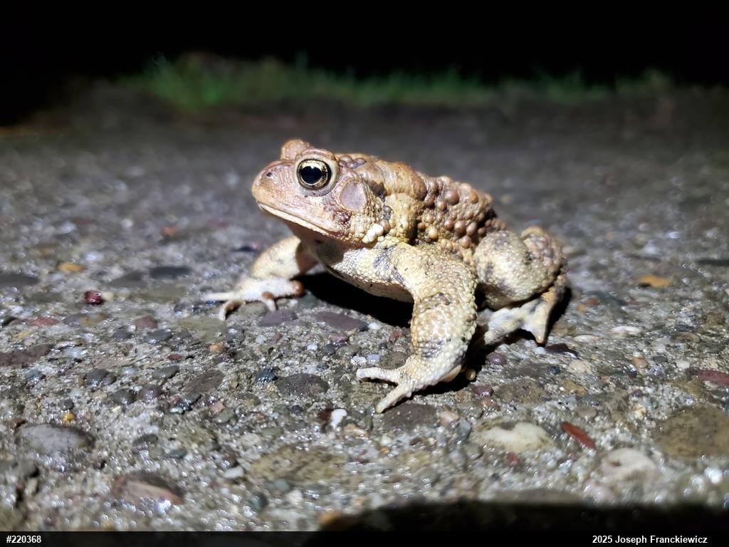 Eastern American Toad