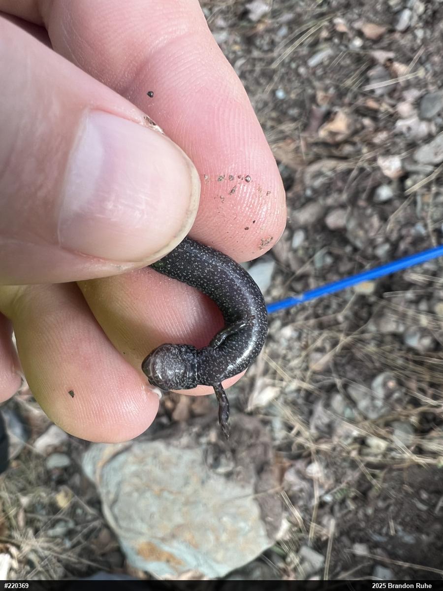 Northern Ravine Salamander