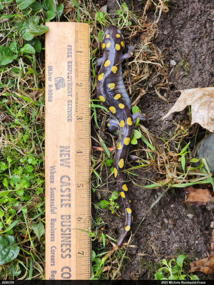 Spotted Salamander