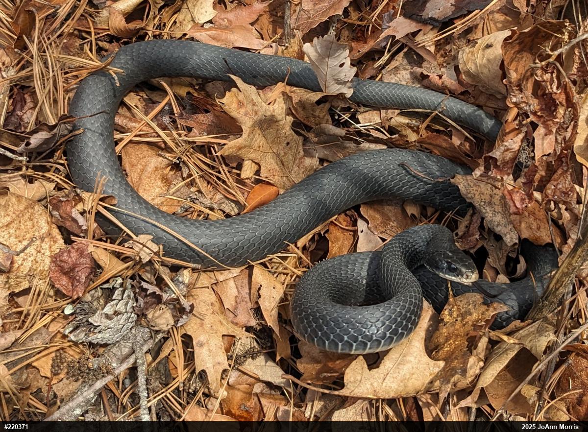 Northern Black Racer
