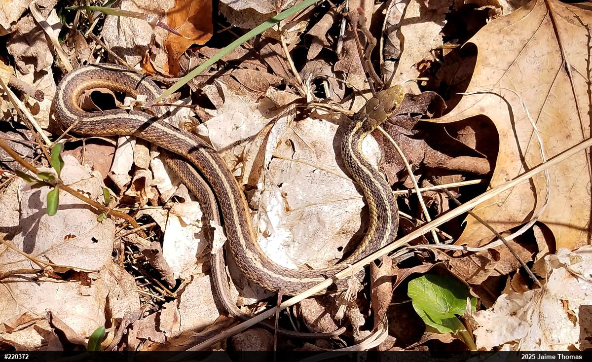 Eastern Gartersnake