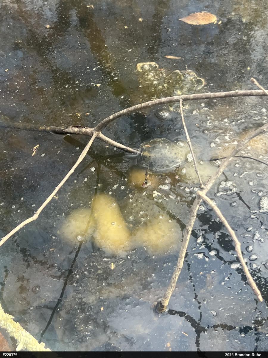 Spotted Salamander
