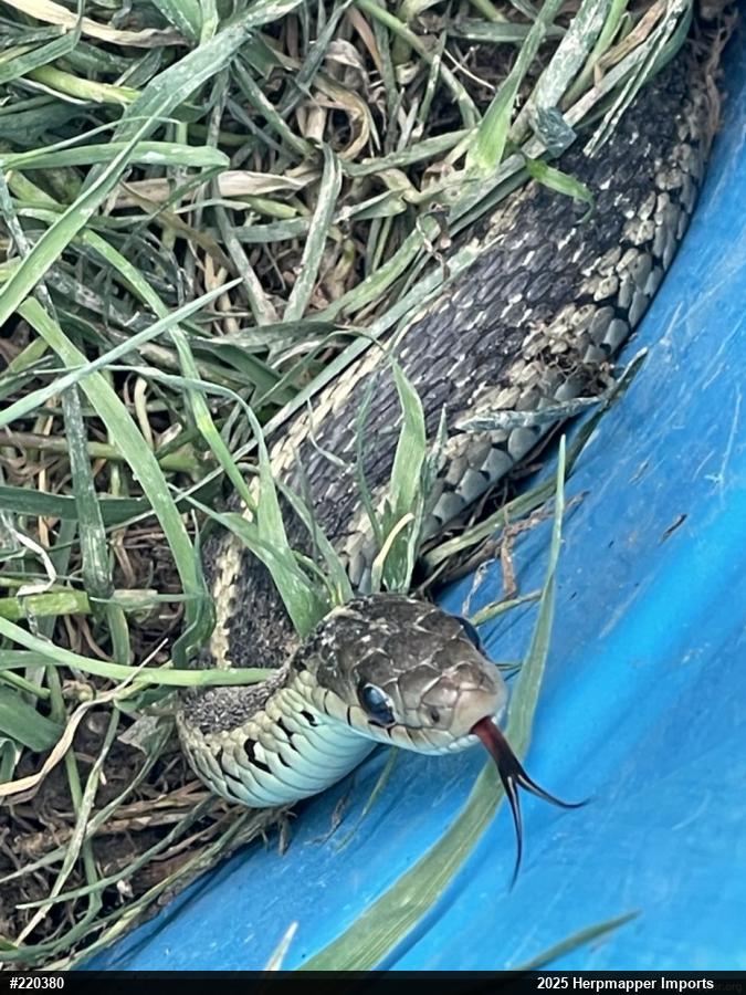 Eastern Gartersnake
