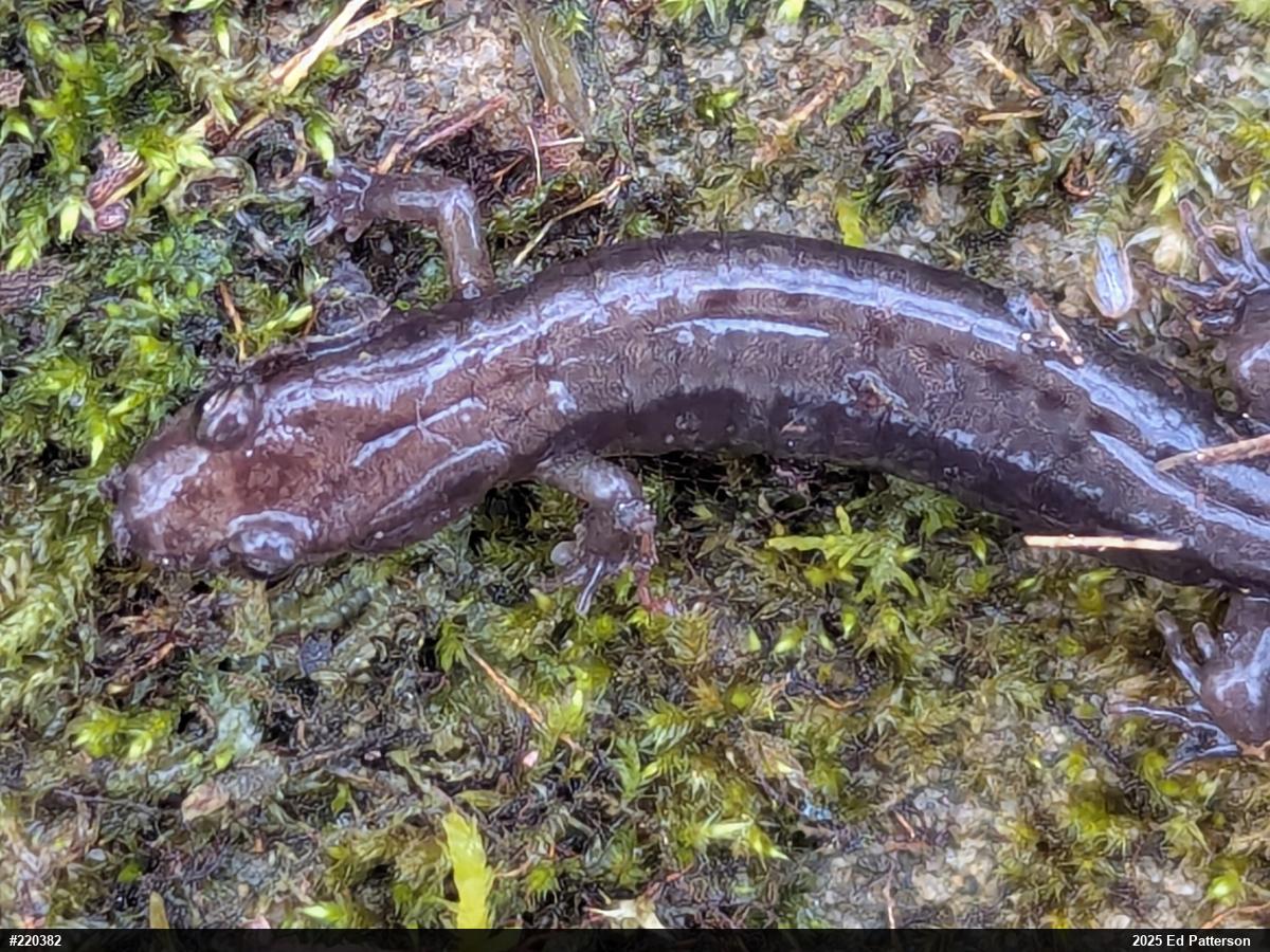 Allegheny Mountain Dusky Salamander