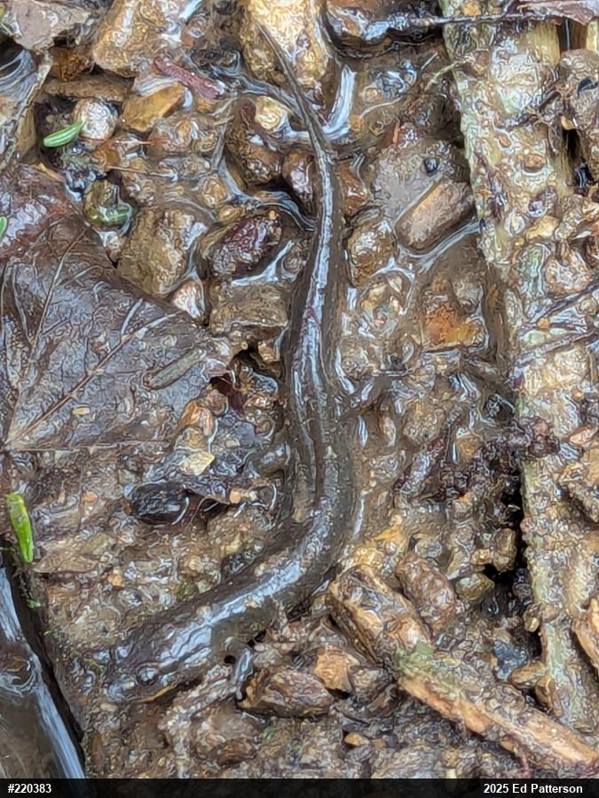 Northern Dusky Salamander