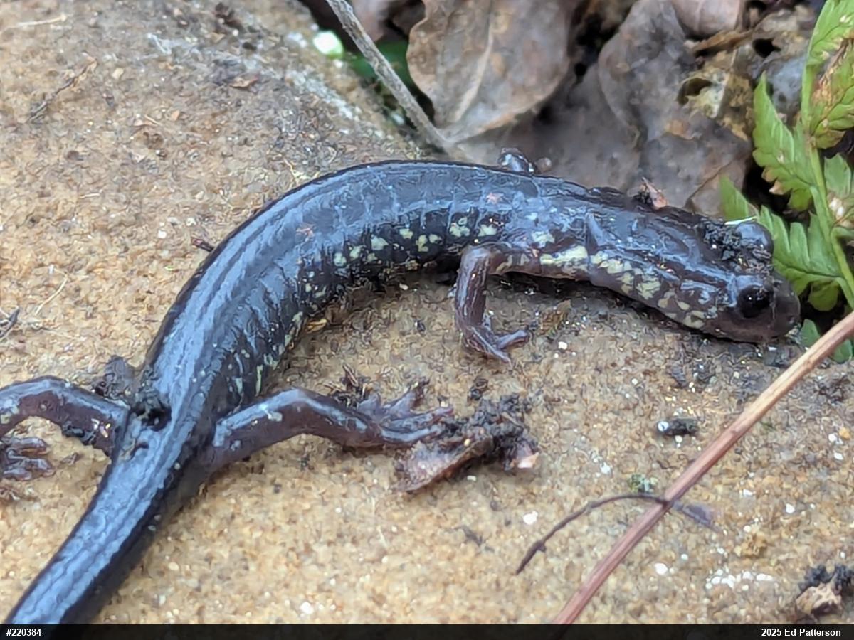 Wehrle's Salamander