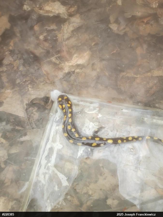 Spotted Salamander