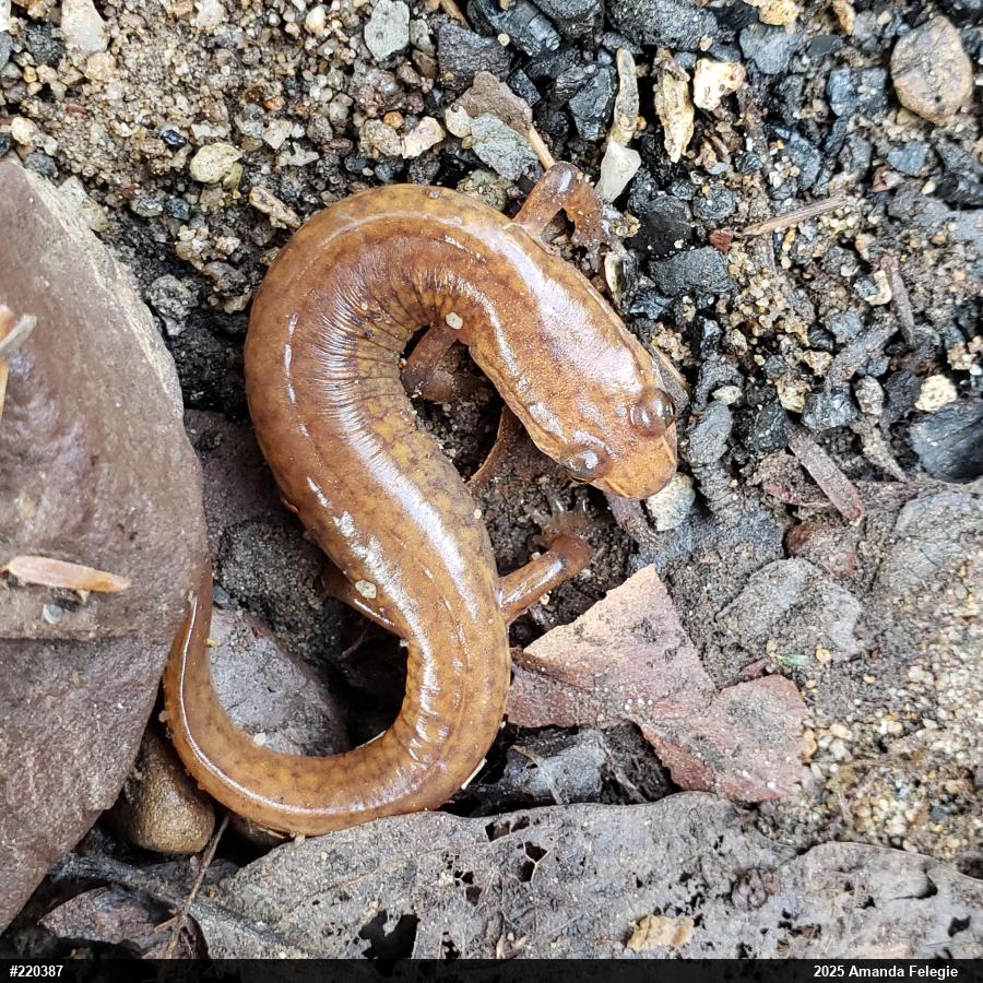 Northern Spring Salamander