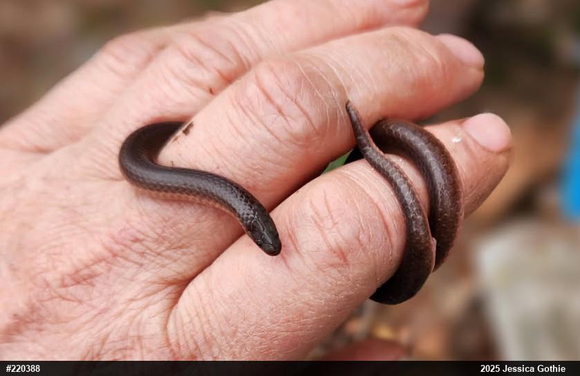 Eastern Wormsnake