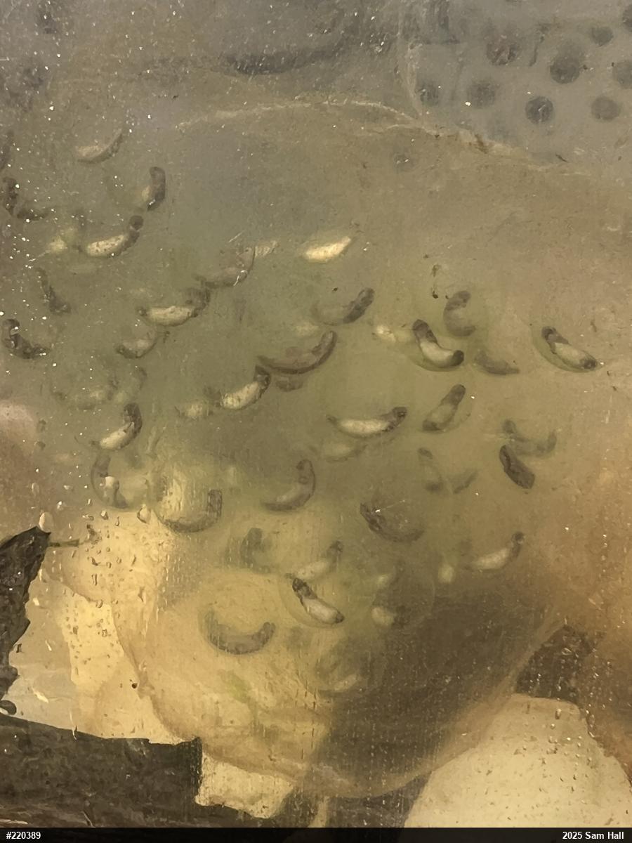 Jefferson Salamander