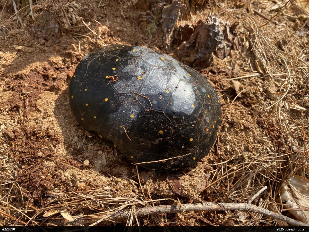 Spotted Turtle
