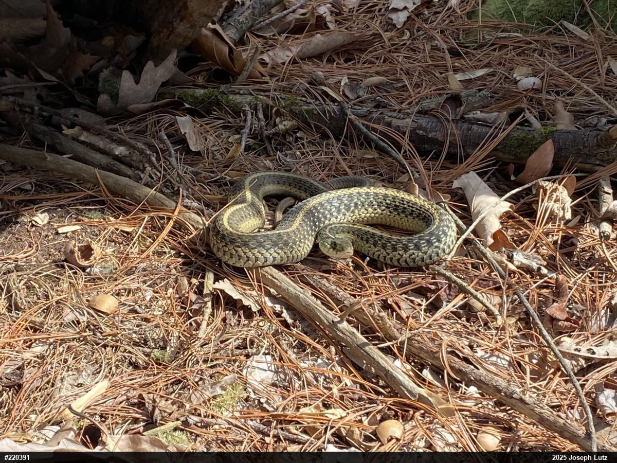 Eastern Gartersnake