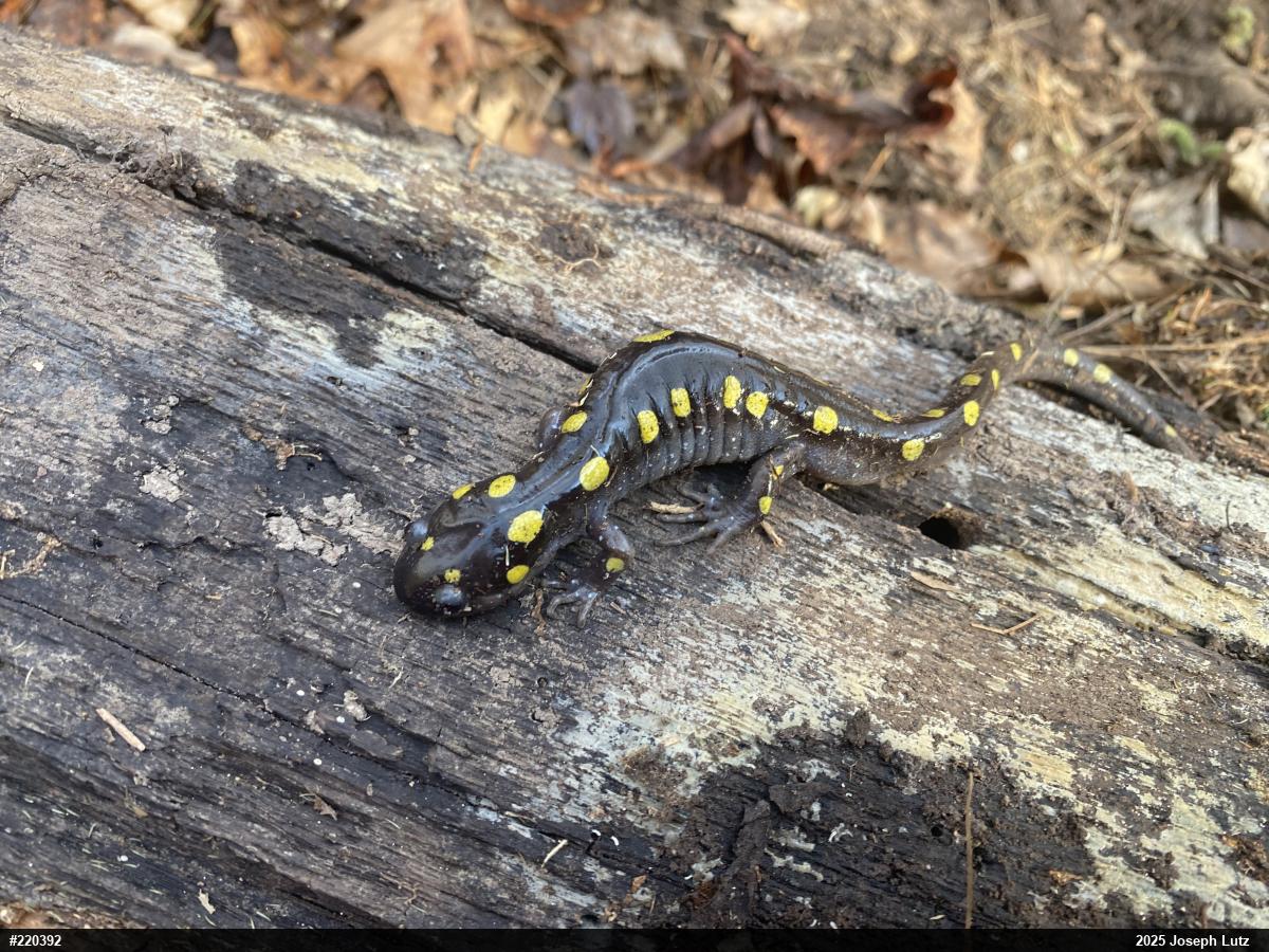 Spotted Salamander