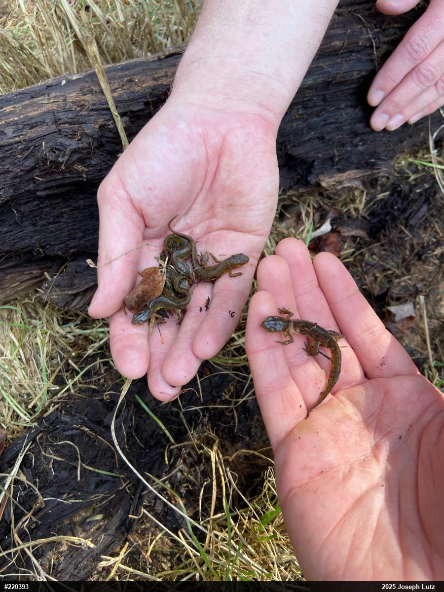 Red-spotted Newt