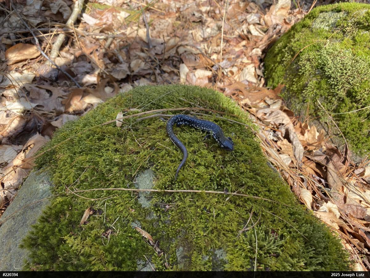 Northern Slimy Salamander