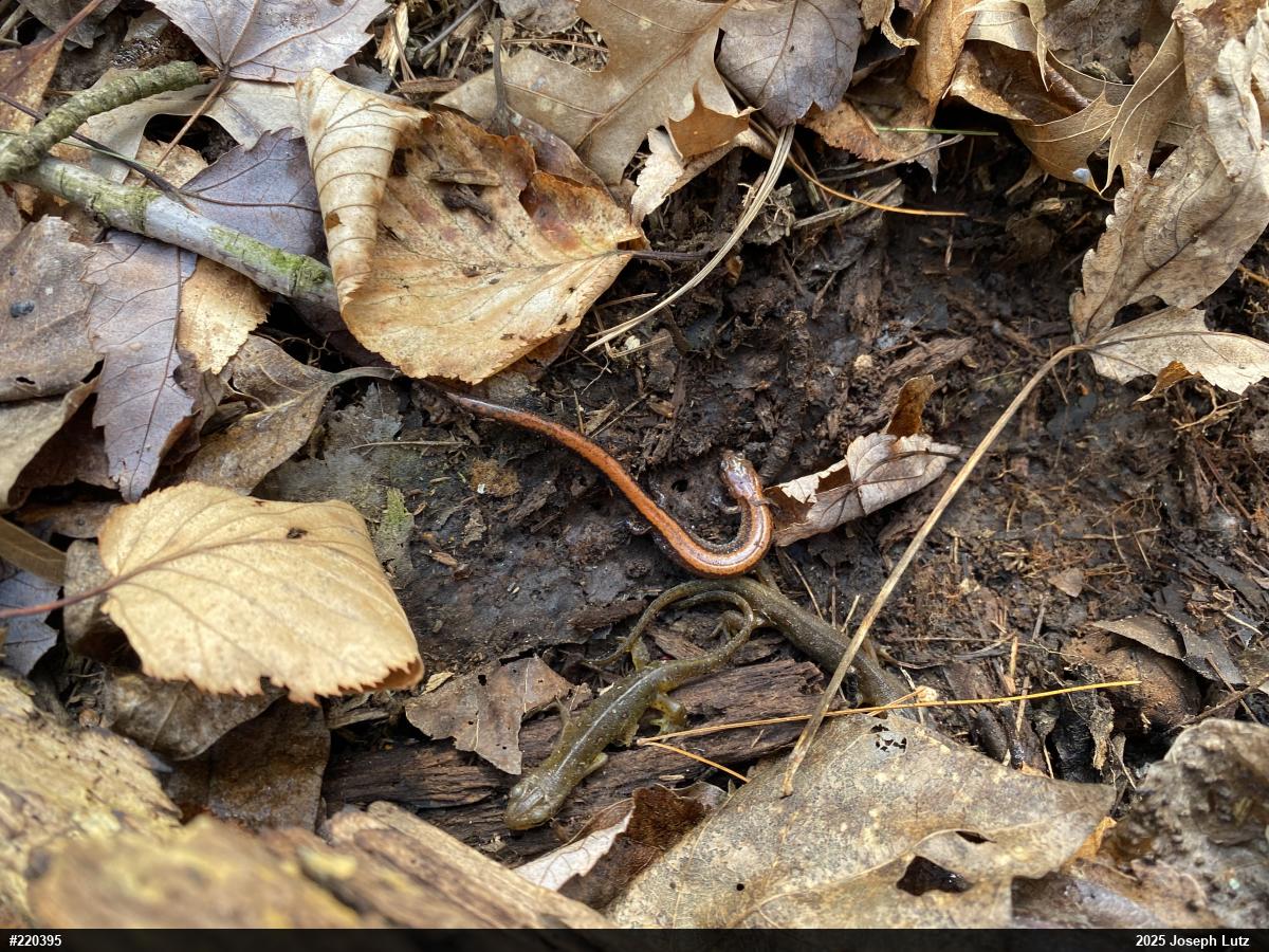 Eastern Red-backed  Salamander
