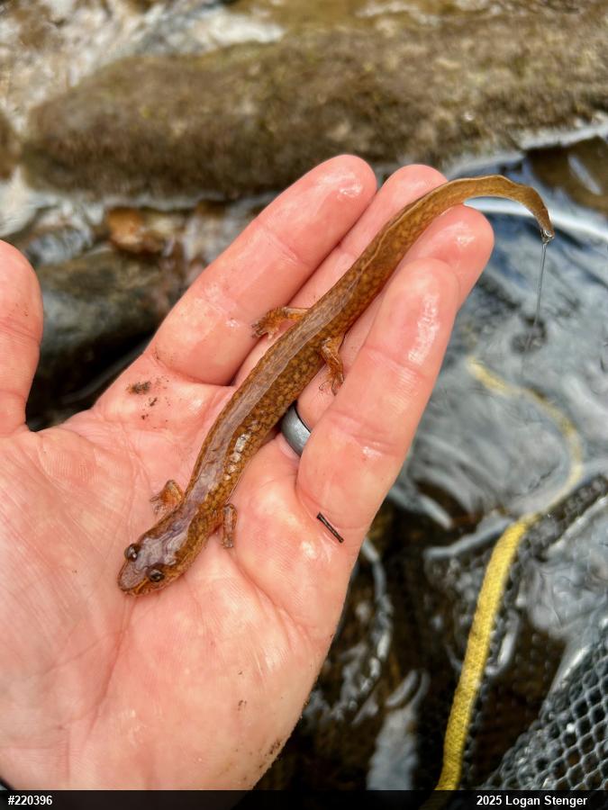 Northern Spring Salamander