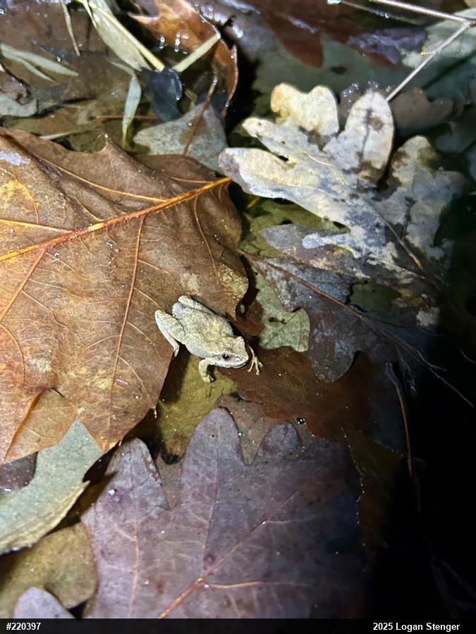 Spring Peeper