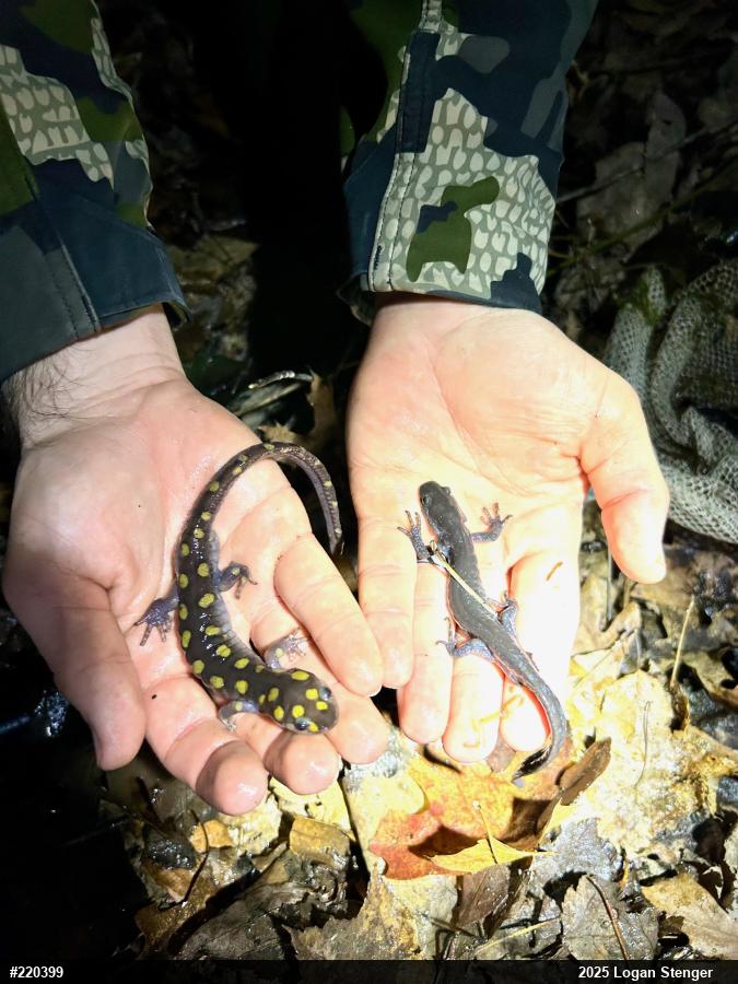 Spotted Salamander