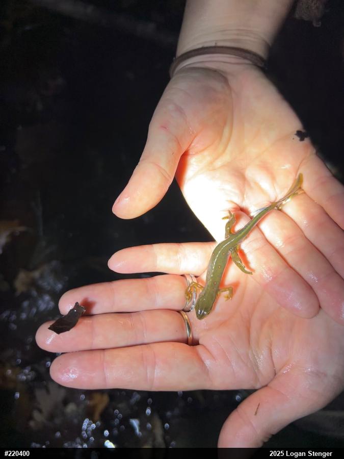 Red-spotted Newt