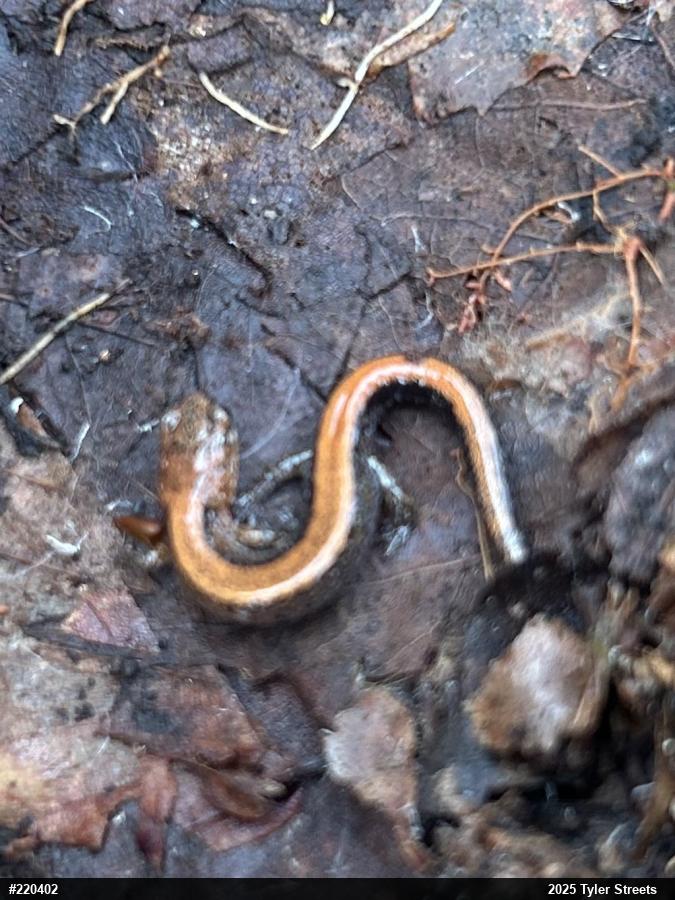 Eastern Red-backed  Salamander