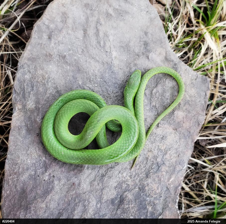 Smooth Greensnake