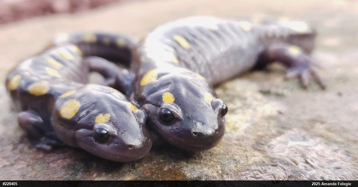 Spotted Salamander