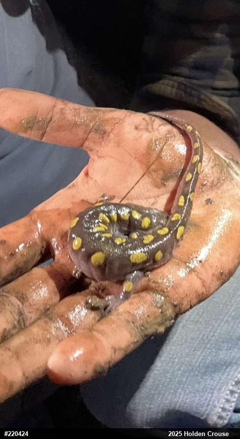 Spotted Salamander