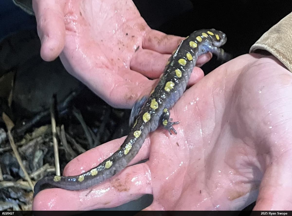 Spotted Salamander