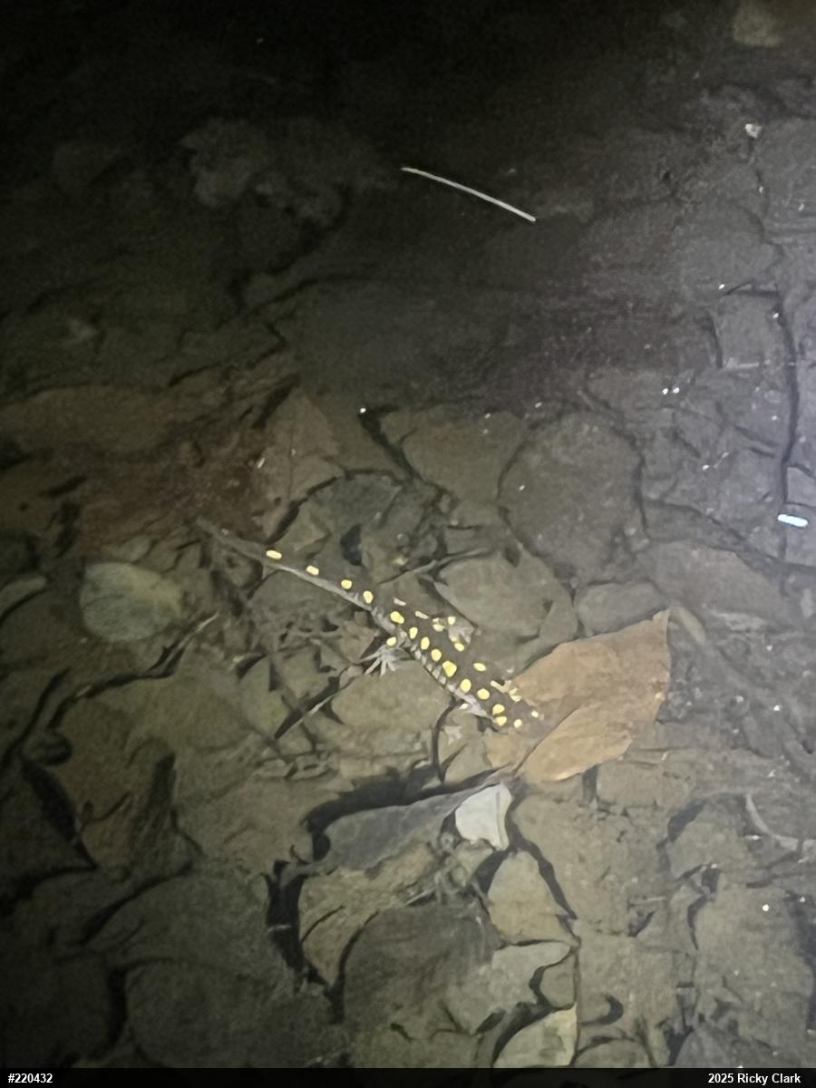 Spotted Salamander