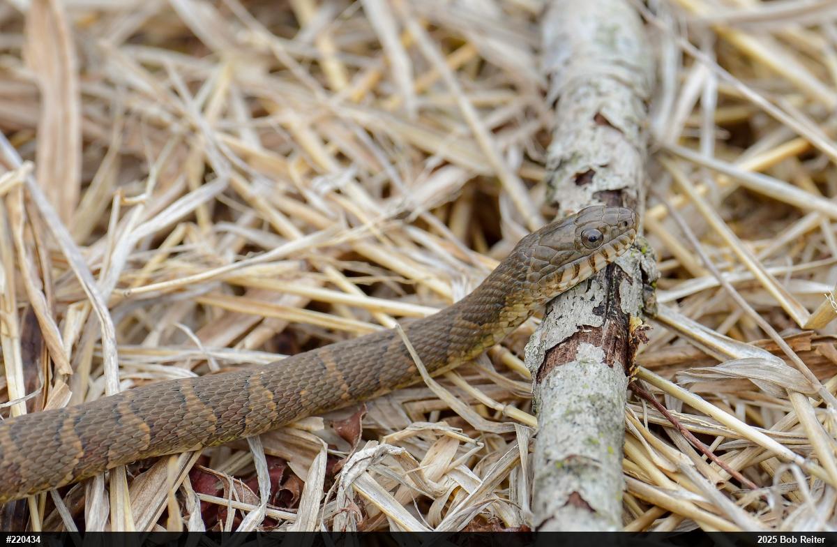 Northern Watersnake