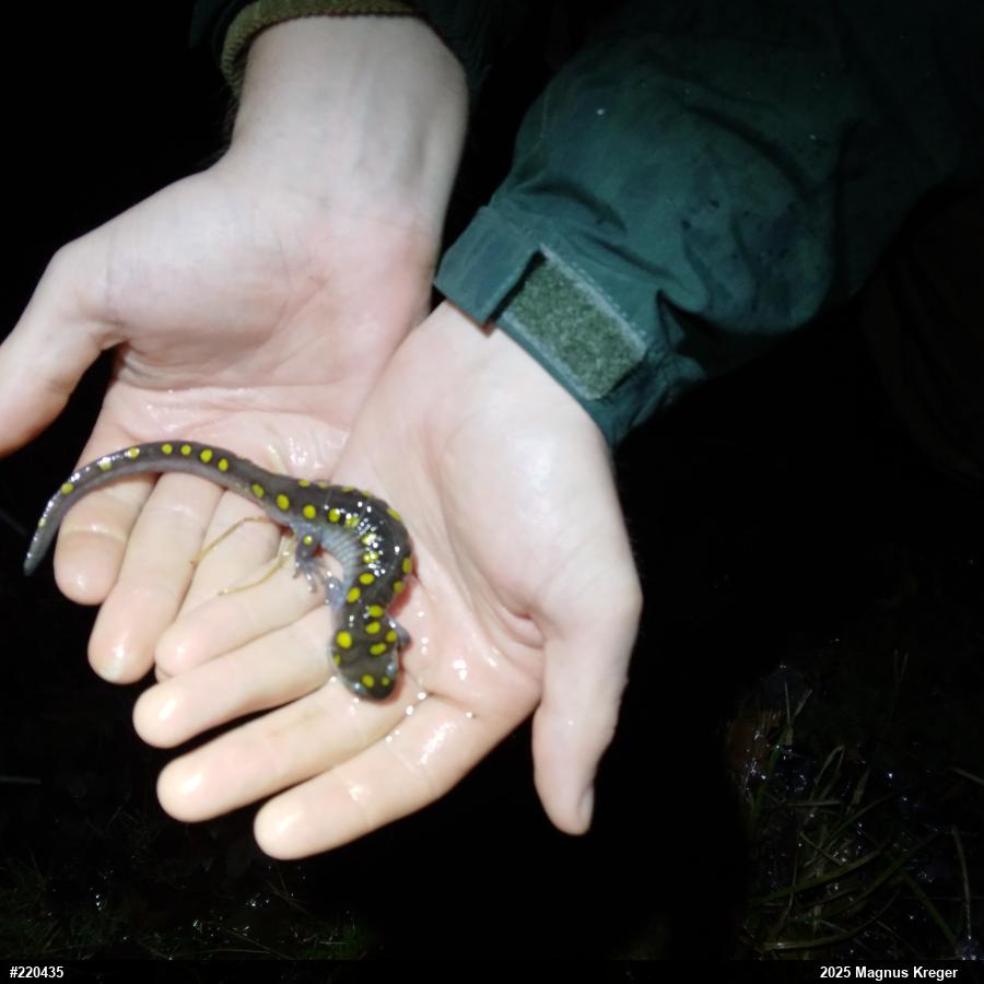 Spotted Salamander