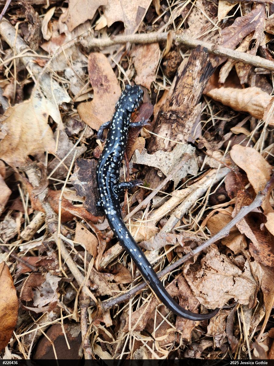 Northern Slimy Salamander