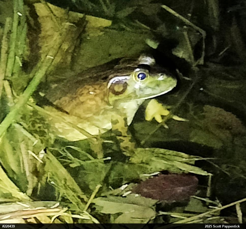 American Bullfrog