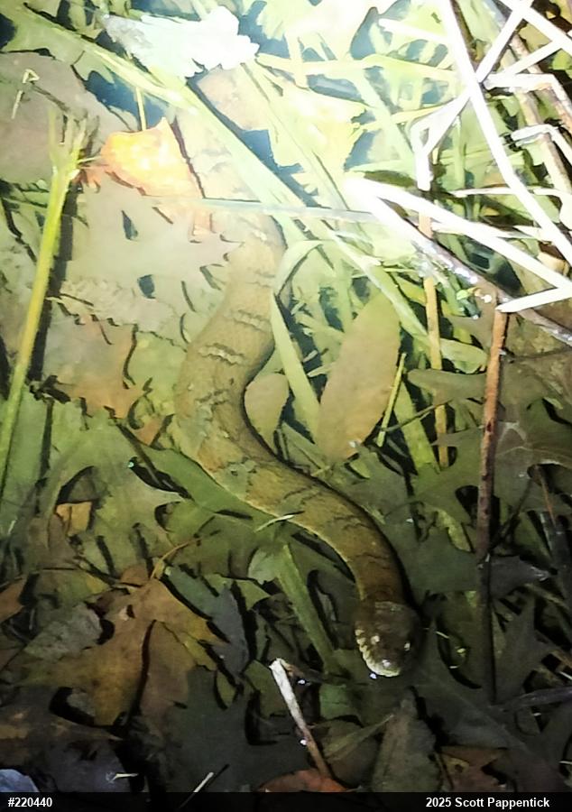 Northern Watersnake