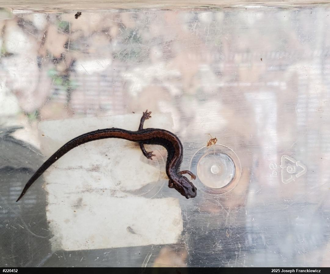 Eastern Red-backed  Salamander