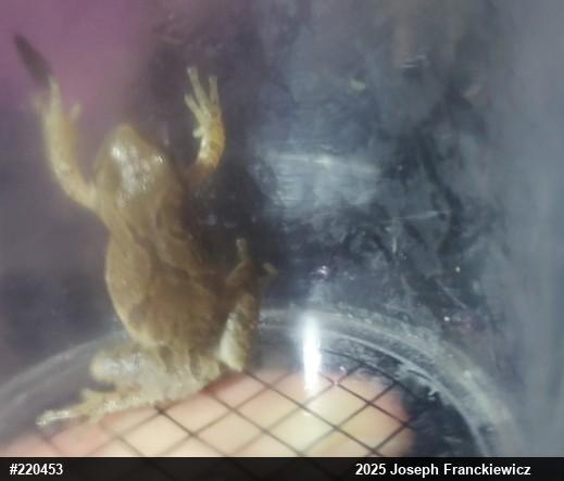 Spring Peeper