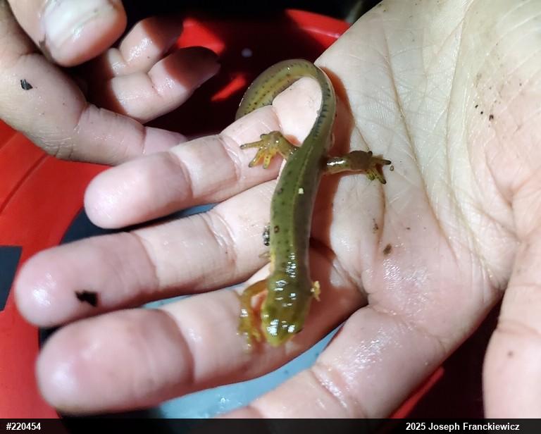 Red-spotted Newt