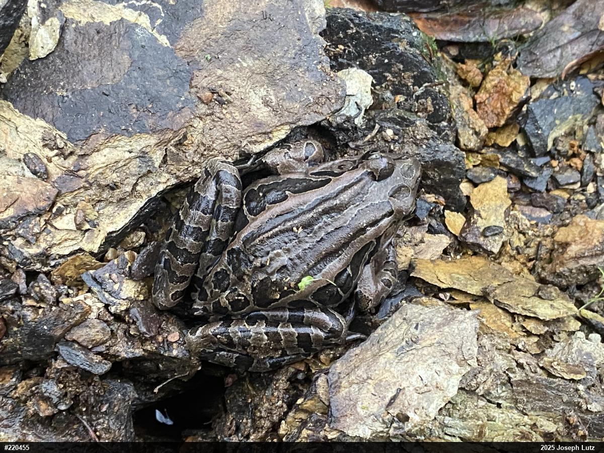 Pickerel Frog