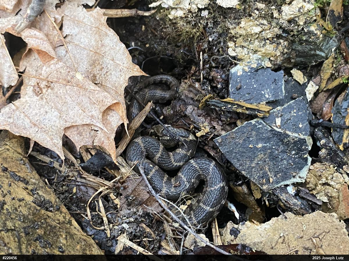 Northern Watersnake