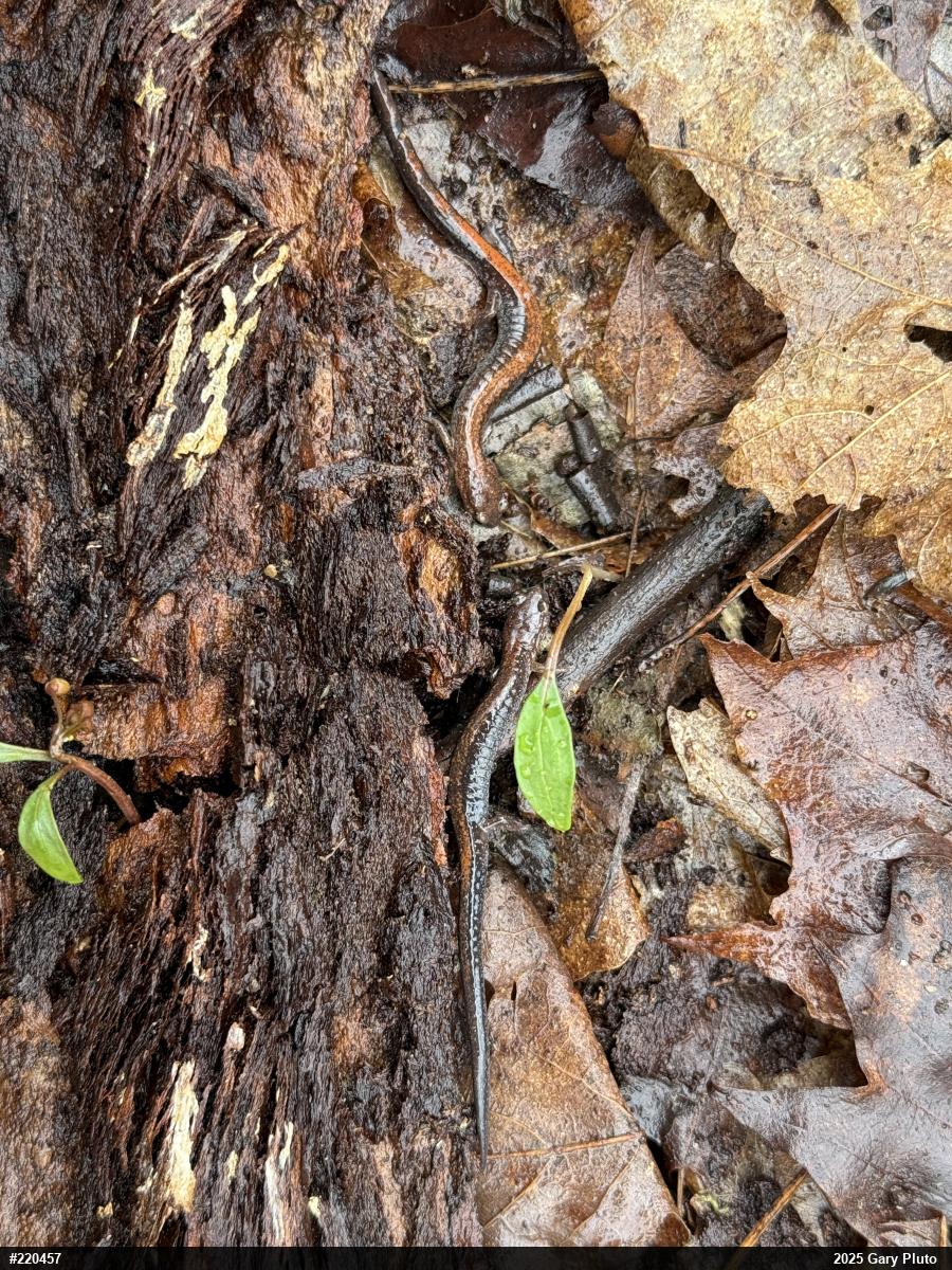 Eastern Red-backed  Salamander