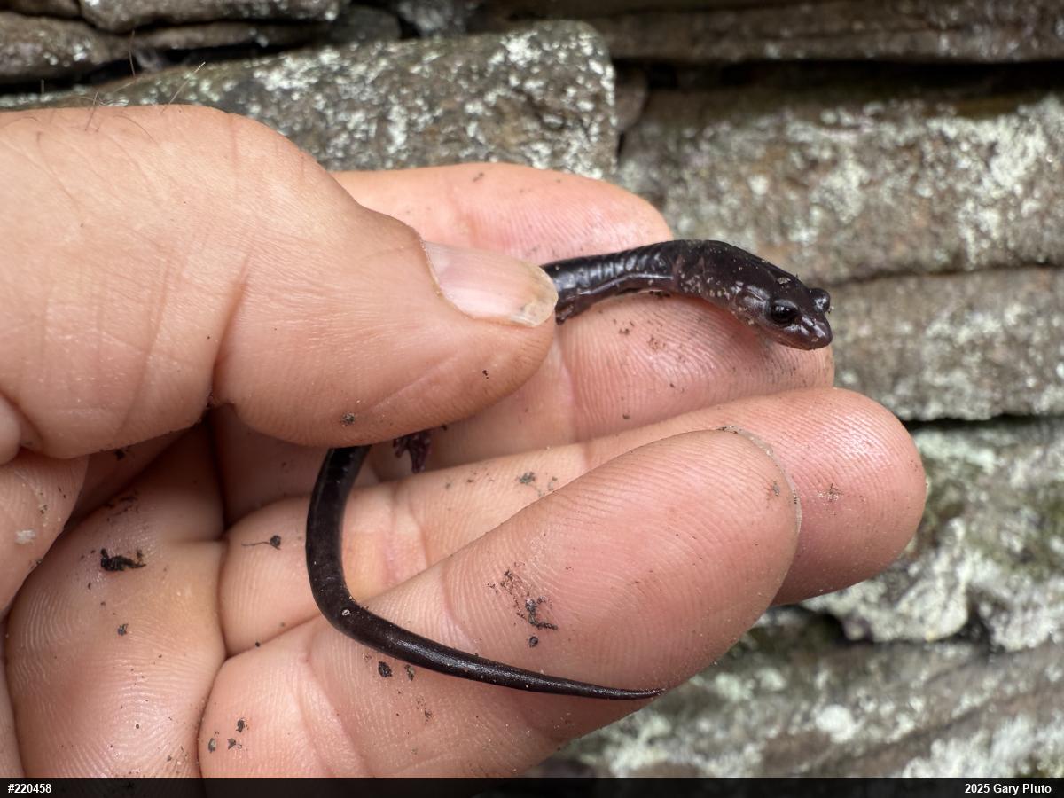 Wehrle's Salamander