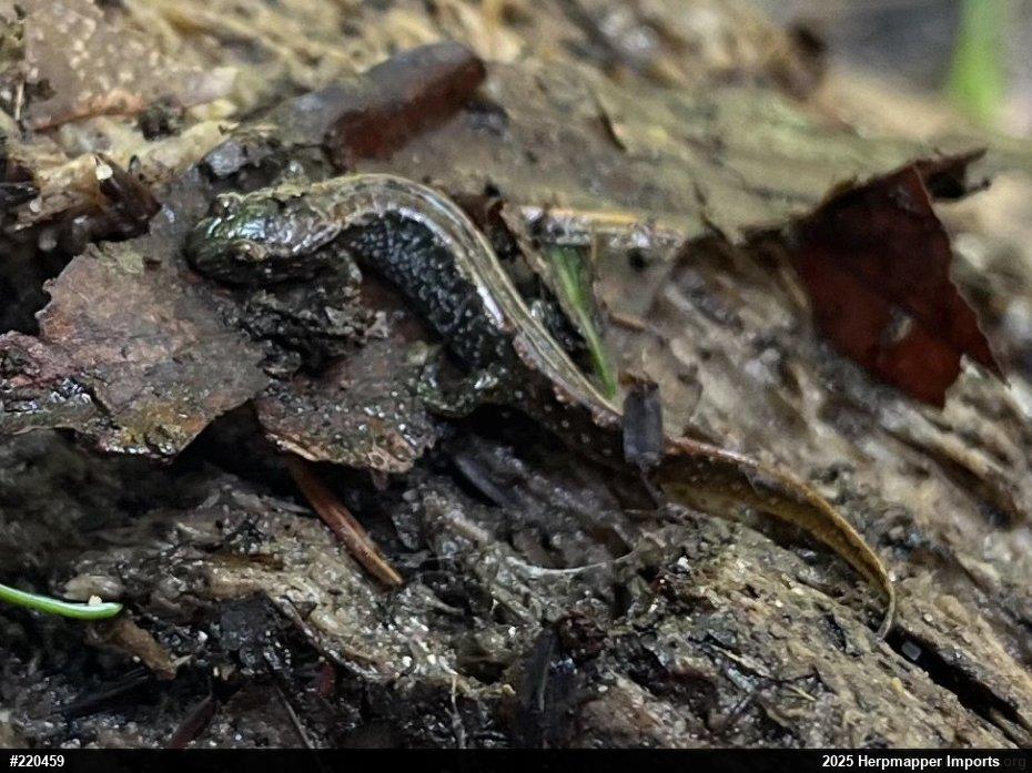 Northern Dusky Salamander